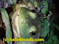 /home//u458753944/public_html/sourcegallery///////////////////////////Frogs/Bullfrogs 2020-09 Upper Merion/P9280700.JPG